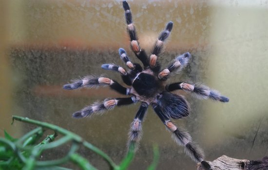 arachnid climbing the glass of it's enclosure.jpg