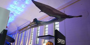 decorative image of a Quetzalcoatlus sculpture hanging in the museum.jpg