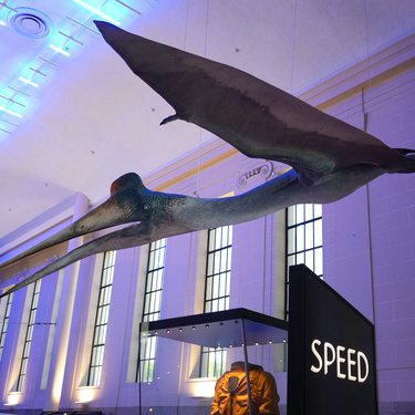 decorative image of a Quetzalcoatlus sculpture hanging in the museum.jpg