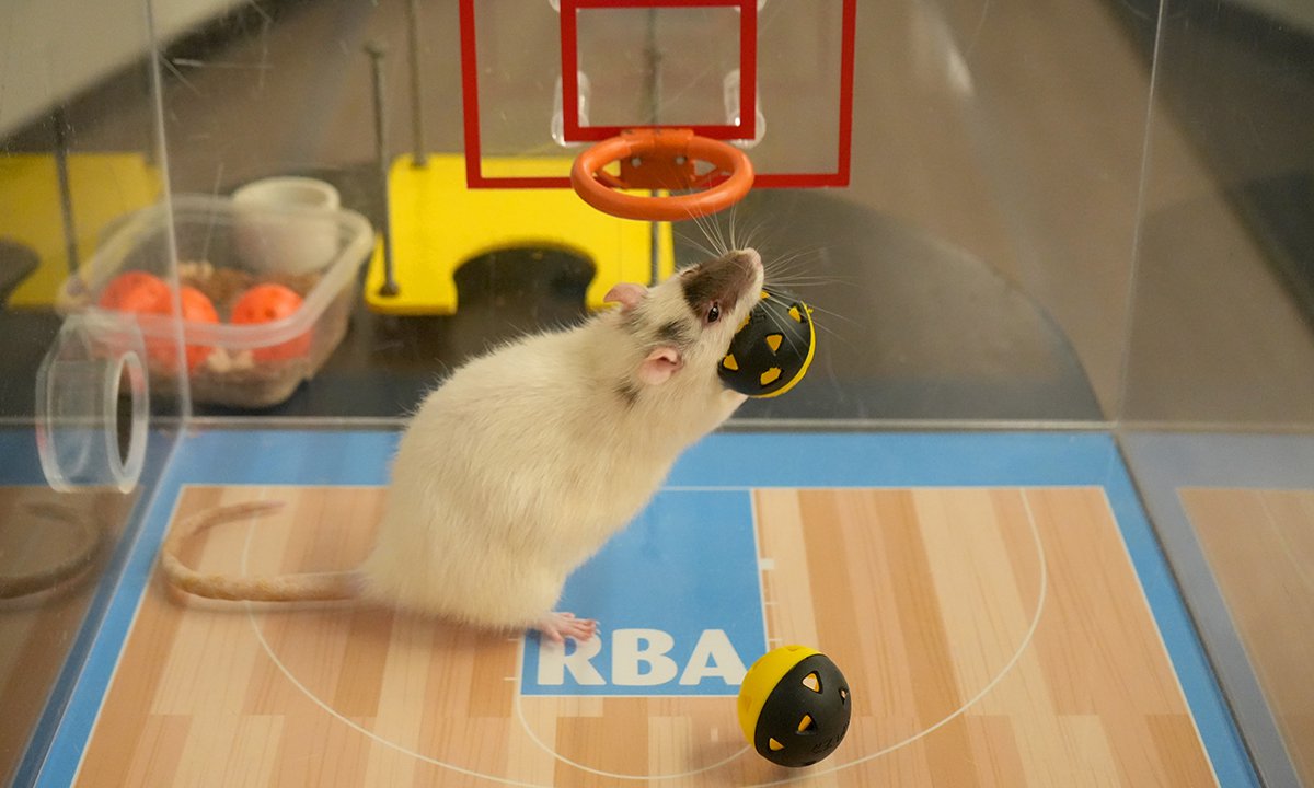 rat holding a ball on a basketball court.JPG