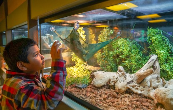 Boy looking at a reptile in the Animal Lab with a look of wonder on his face.