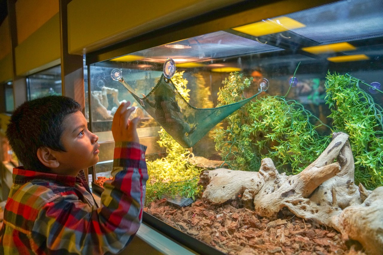 Boy looking at a reptile in the Animal Lab with a look of wonder on his face.