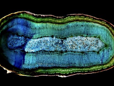 decorative image of Dawn Felicia Knox artwork.jpg