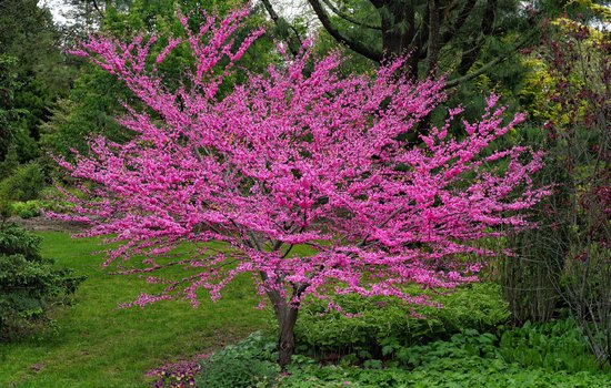Flowering Eastern redbud tree with bright pink flowers.
