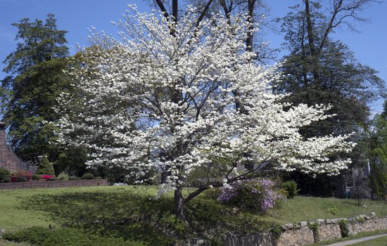 Flowering dogwood tree in bloom on the side of a small hill.