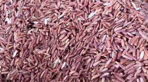 Question Your World: Why Did Scientists Make Meat-Rice?