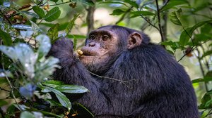 Question Your World: Do Animals Self-Medicate?