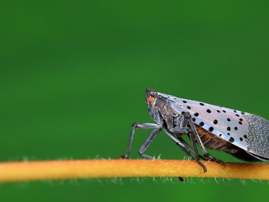spotted lanternfly.jpg