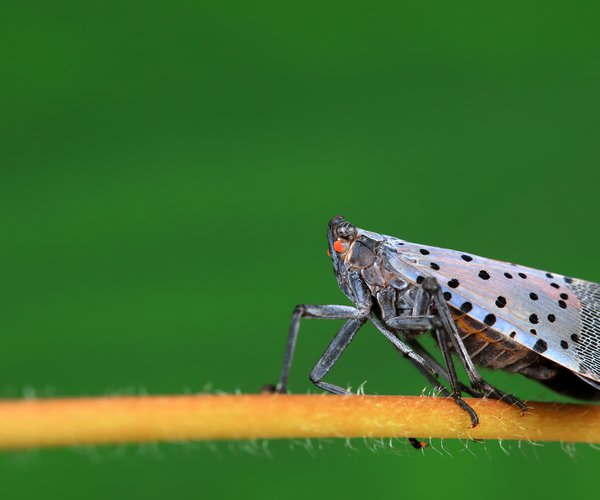 spotted lanternfly.jpg