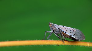 Question Your World: Can Nature Help Stop the Spread of Spotted Lanternflies?