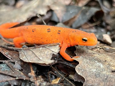 Red-spotted Newt in the wild