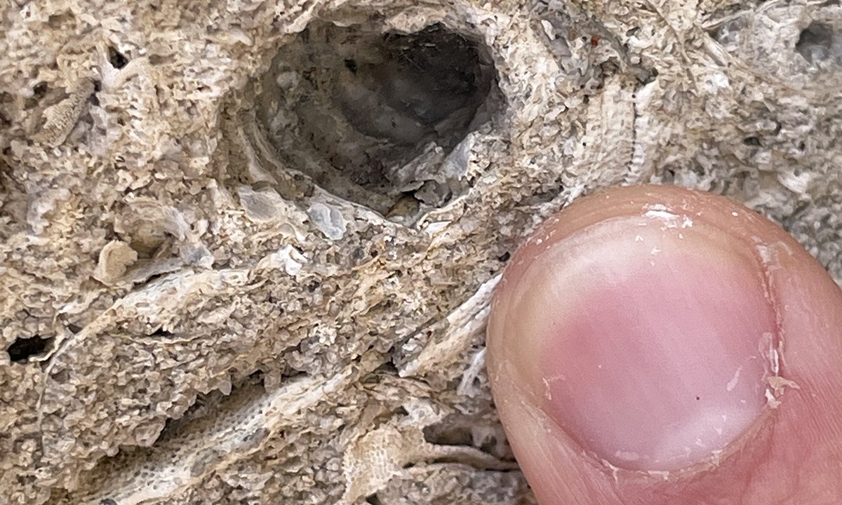 finger pointing to fossil in limestone that makes up Science Museum's building