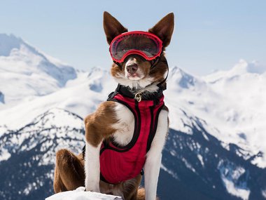 Dog sitting on top of a mountain with goggles on.jpg