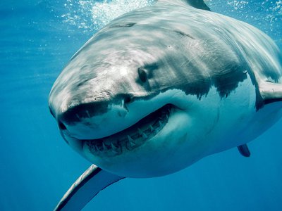 Image of a great white shark smiling.