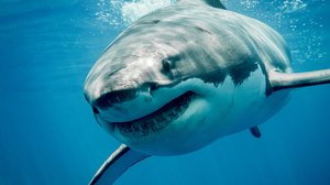 Ocean Depths and Shark Tales: Diving into Fear