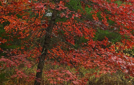 Image of a scarlet oak in the fall with bright red leaves .jpg