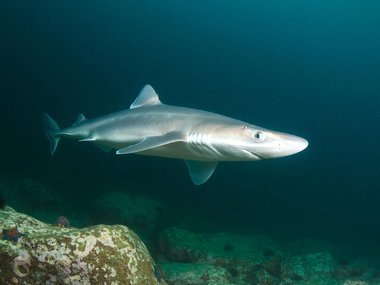 Image of shark swimming in a dark part of the ocean