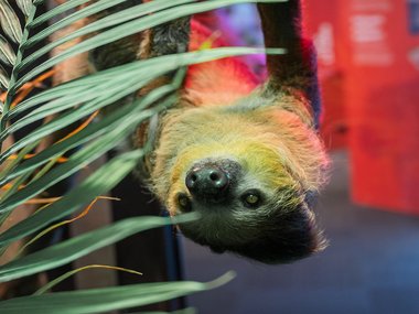 Sloth hanging from a branch looking out directly