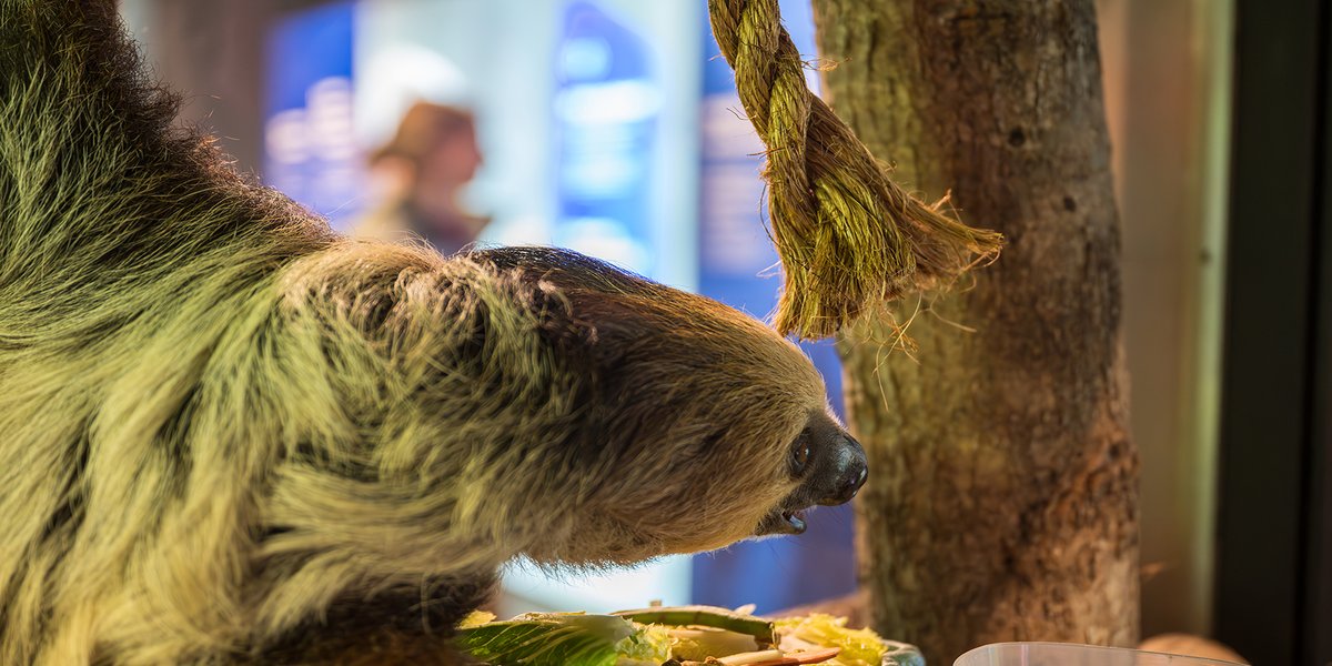 Side view of a Sloth hanging from a branch over top of it's food staring across