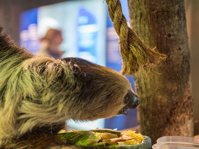 Side view of a Sloth hanging from a branch over top of it's food staring across