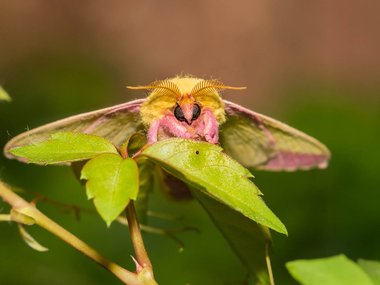 Close up view of a moth that has landed on a bright green leaf