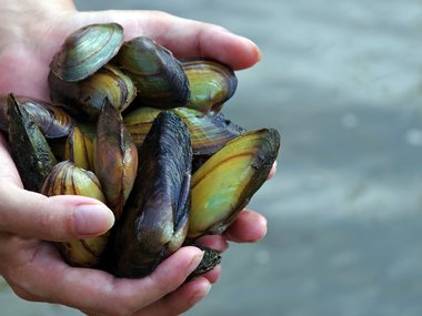someone holding mussels