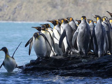 Image of penguins where one is falling into the water while the rest stand and watch