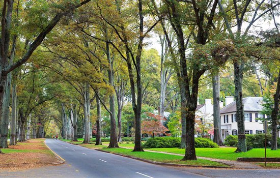 Photo of neighborhood street lined with Willow Oaks.