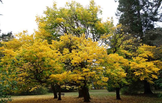 Photograph of a bright Yellowwood Tree by Mark Ahlness from Flickr