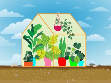 Illustration of plants in a greenhouse with a blue sky and fluffy clouds