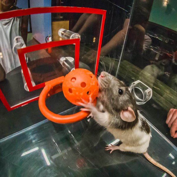 Rat basketball.jpg