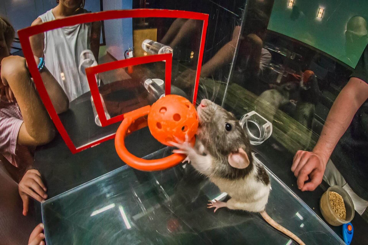 Rat basketball.jpg
