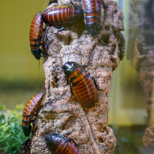 Roaches in The Animal Lab.