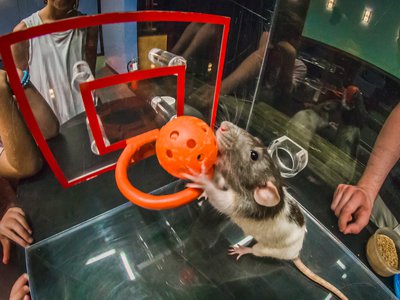 A rat putting a ball through a hoop.