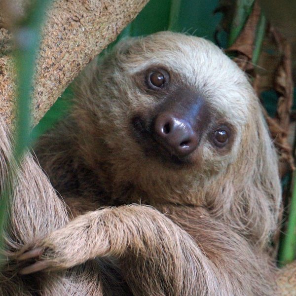 Close up of a two-toed sloth peeking behind leaves looking straight ahead at the camera