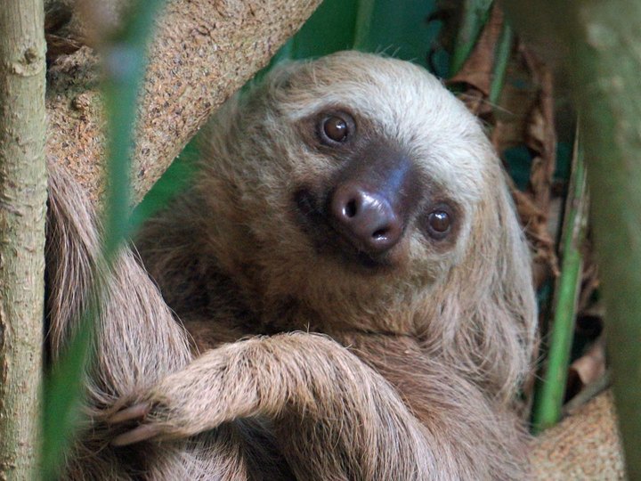 Close up of a two-toed sloth peeking behind leaves looking straight ahead at the camera