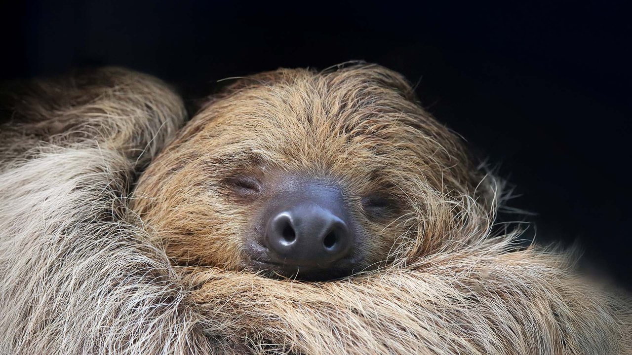 close view of a sloth's face with it's eyes closed