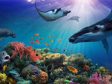 Decorative view of an underwater scene