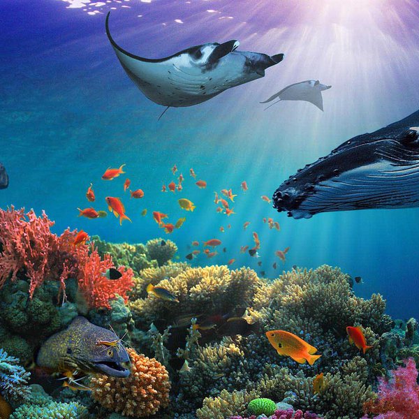 Decorative view of an underwater scene