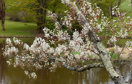Serviceberry in bloom with white flowers in front of water.