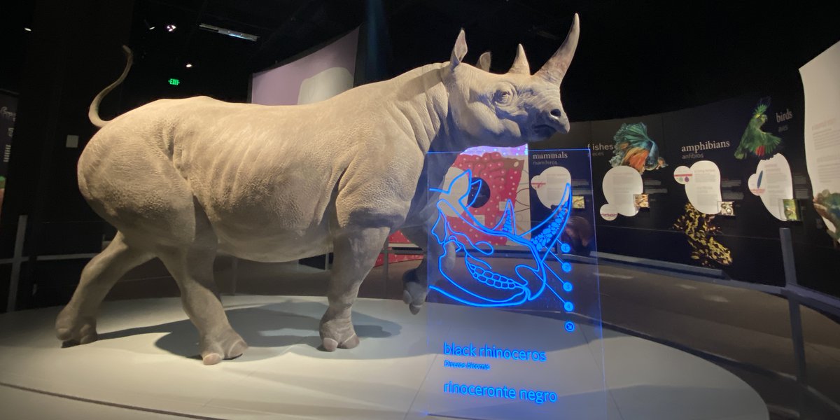 Picture of a rhinoceros model in the "Skin" exhibition