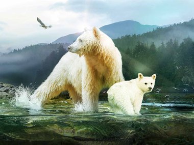 Image of spirit bear and cub catching fish with mountain and trees behind the bears. The bears are standing in a running river and have a sun peeking behind the mother bear