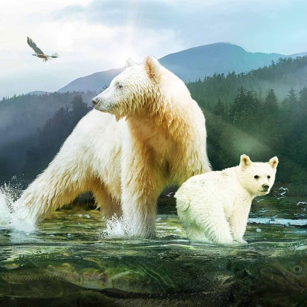 Image of spirit bear and cub catching fish with mountain and trees behind the bears. The bears are standing in a running river and have a sun peeking behind the mother bear