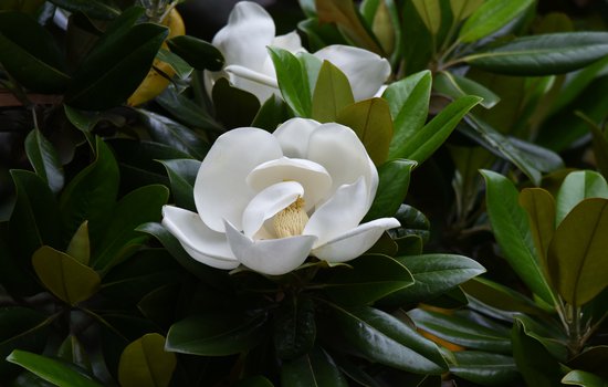 Close-up image of a cream colored sweetbay magnolia tree bloom.