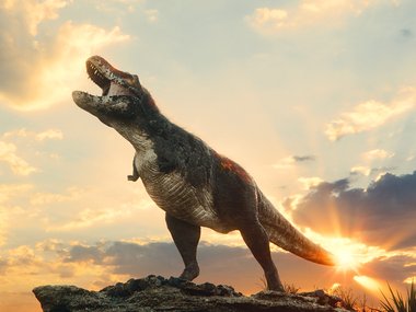 Tyrannosaurs Rex standing on top of a rock with the sunsetting directly behind