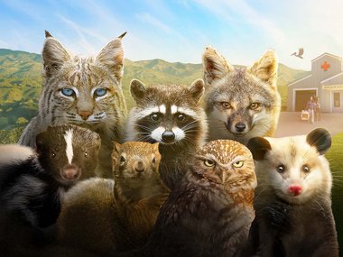A group of wild animals gathered together, posing for a portrait in front of a landscape scene with green hills. Back row, left to right: a bobcat with blue eyes, a raccoon and a grey fox. Front row (left to right): a skunk, a squirrel, a opossum.