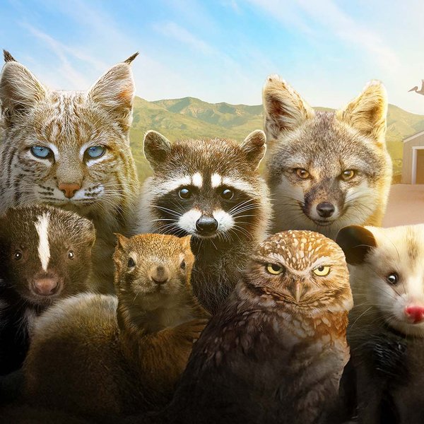 A group of wild animals gathered together, posing for a portrait in front of a landscape scene with green hills. Back row, left to right: a bobcat with blue eyes, a raccoon and a grey fox. Front row (left to right): a skunk, a squirrel, a opossum.