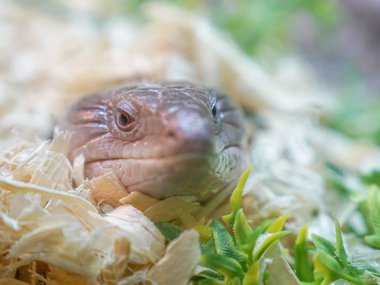 animal_skink.jpg