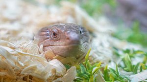 Question Your World: How Do Pets Affect Us during a Pandemic?