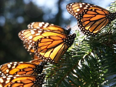 Butterflies on a pine tree.